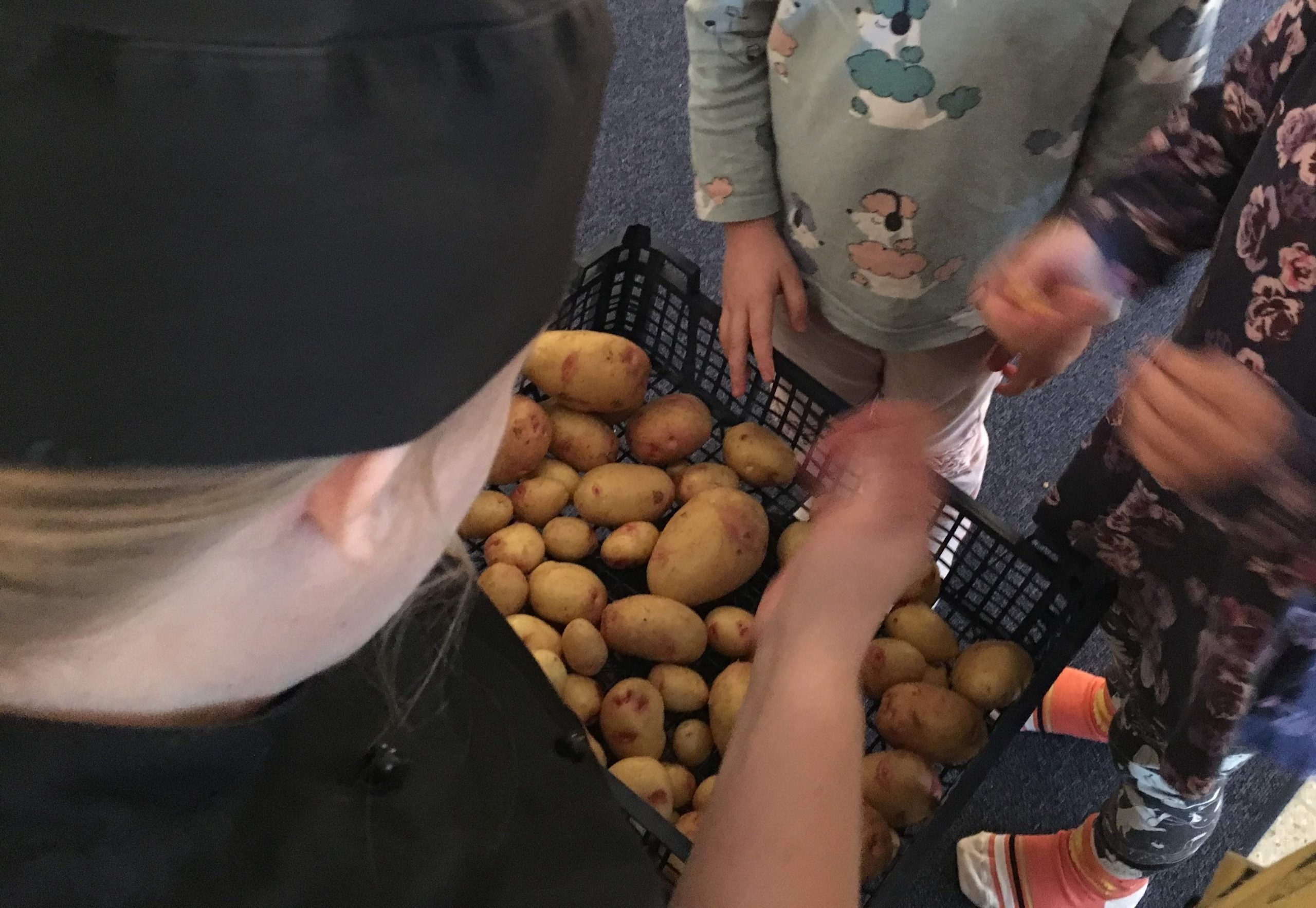 En korg fylld med potatis.