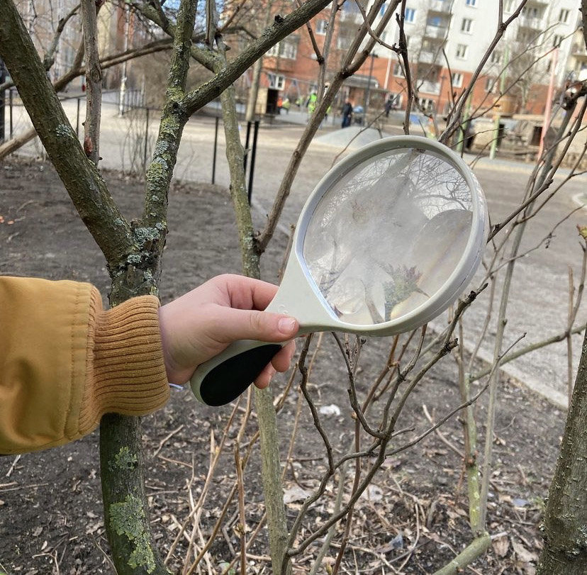 barnhand håller i förstoringsglas och undersöker träd