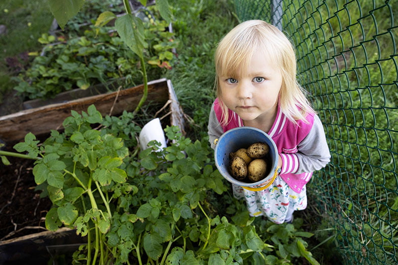 Flicka som håller en hink med nyskördad potatis utomhus