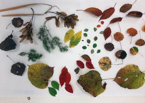 löv och kvistar från olika träd uppdukat på bord