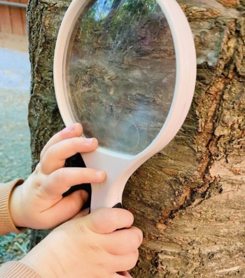 barnhänder som håller i förstoringsglas och utforskar träd i förskolan